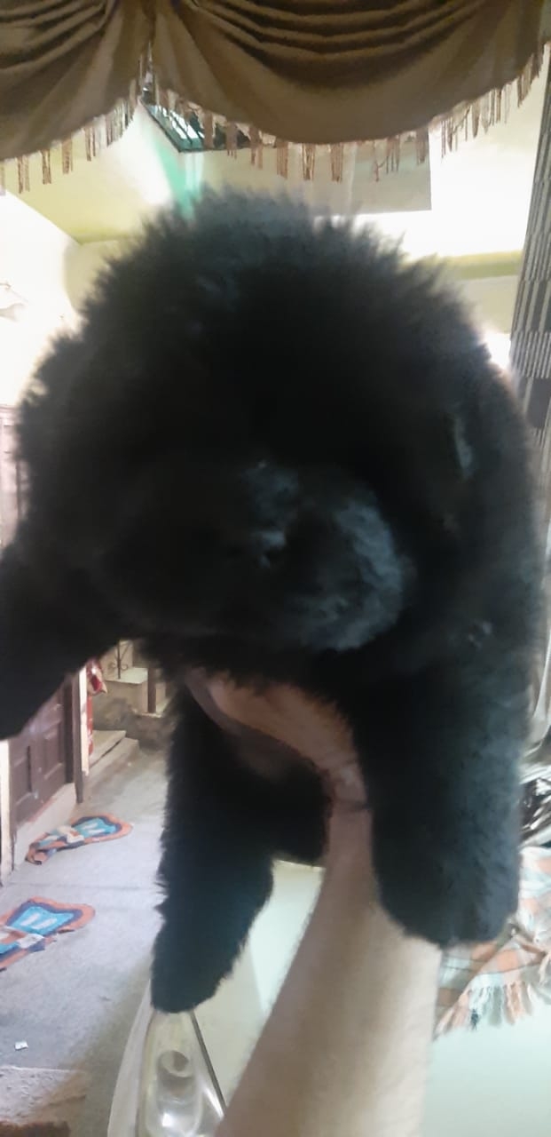 Parmar Dog Kennel — Photo 4