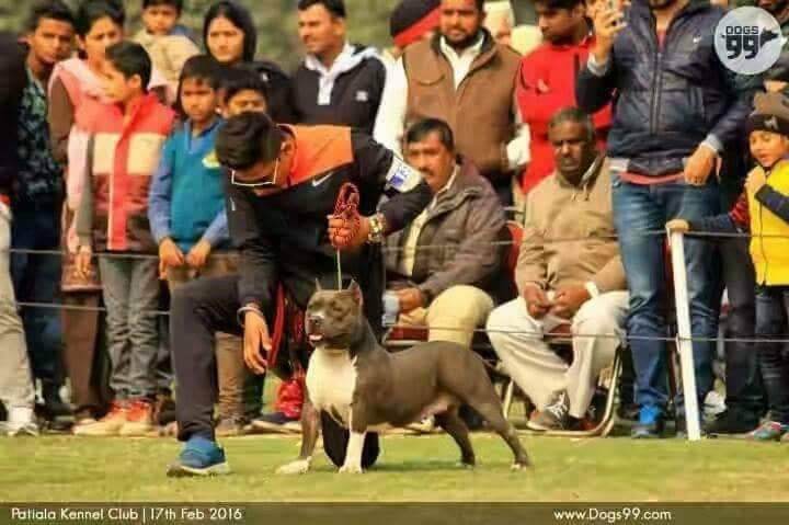 Parry’s Dog training center in Mohali — Photo 2