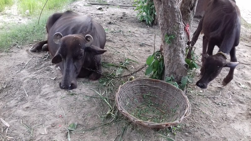 Pashu Hospital Ludhiana