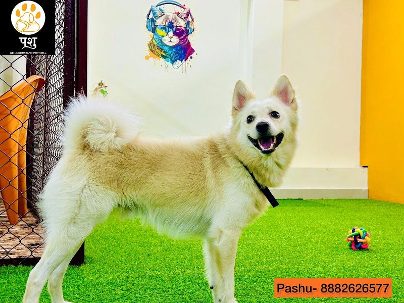 PASHU PET SERVICES