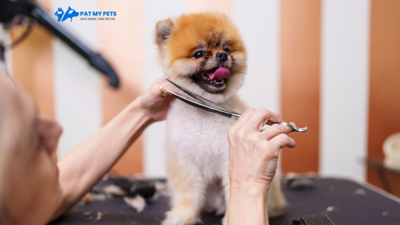 Patmypets - Pet Grooming At Home In Noida