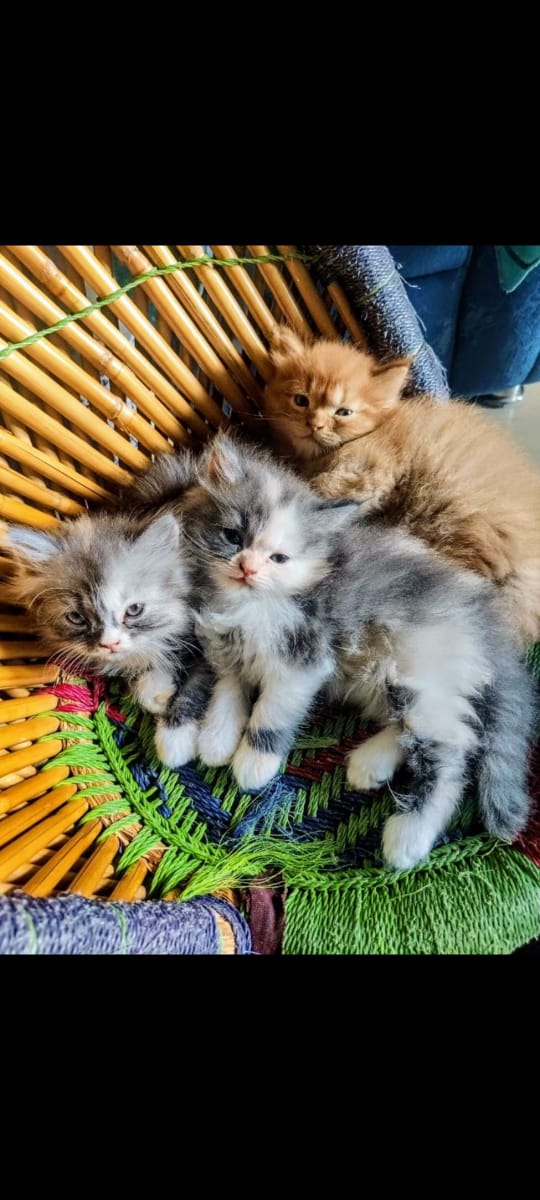 Patna pets hub — Photo 2