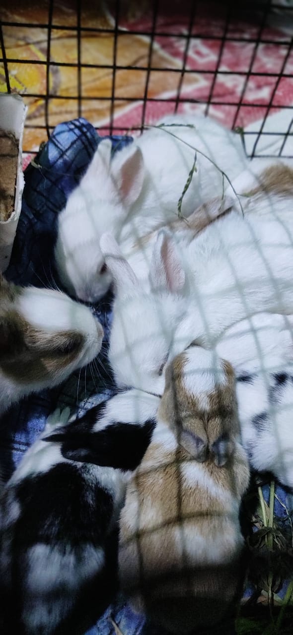 Patna pets hub — Photo 3