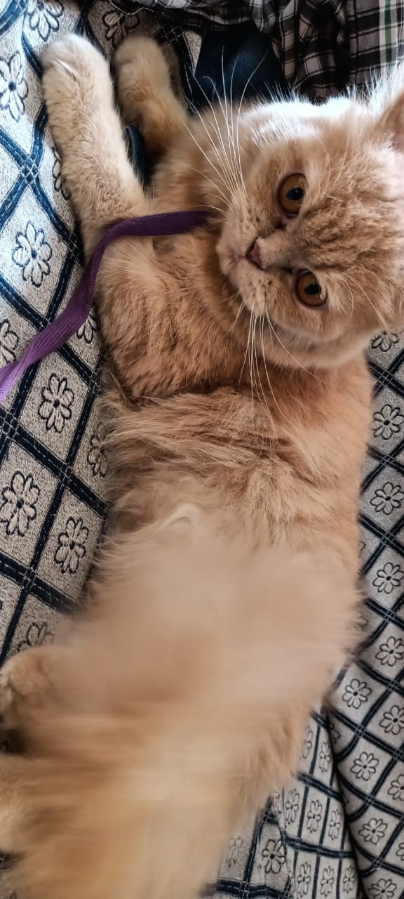 Patna pets hub — Photo 4