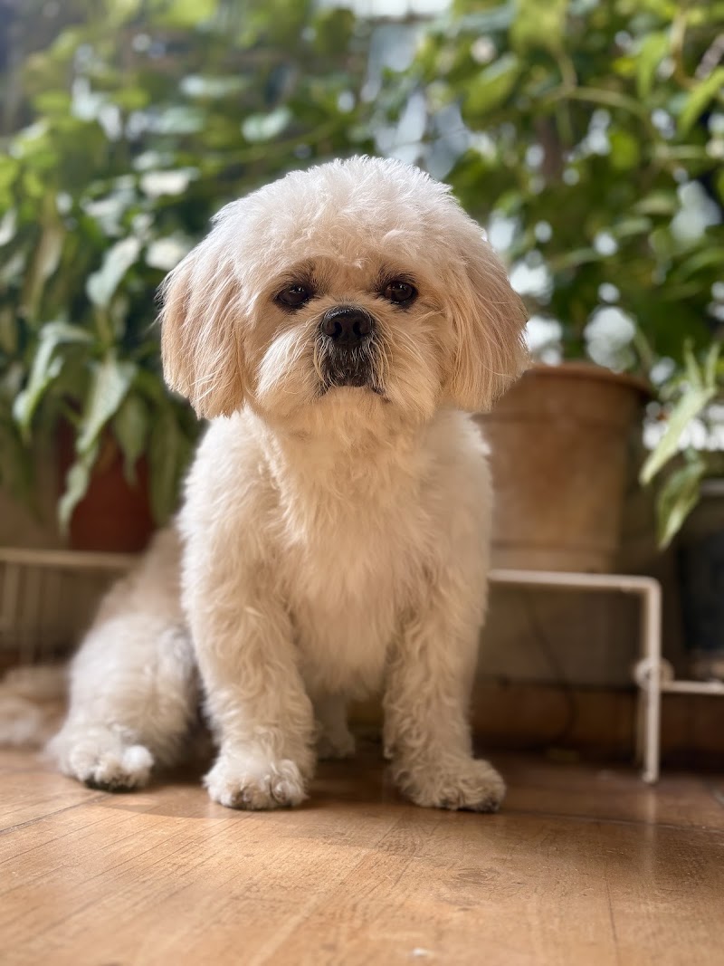 PAW FUTURE PET SERVICES (PET GROOMER)