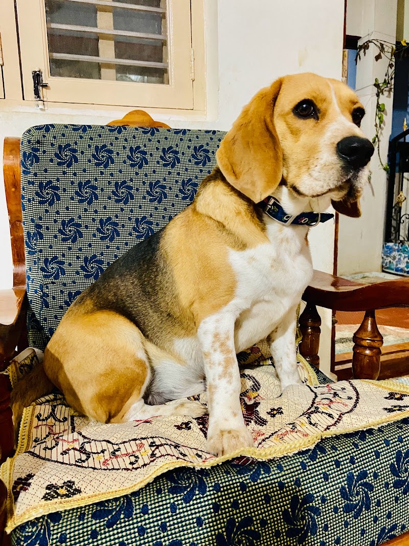 Paw Home Stay — Photo 2