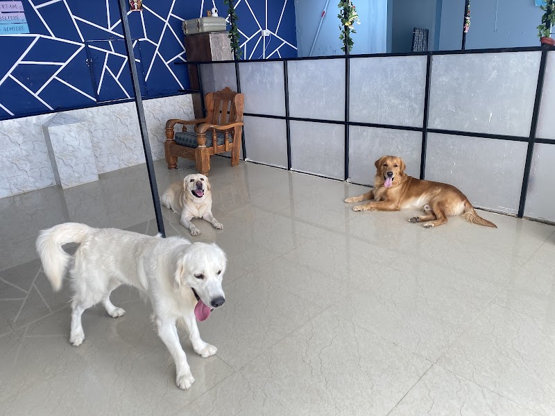 Paw Home Stay — Photo 3