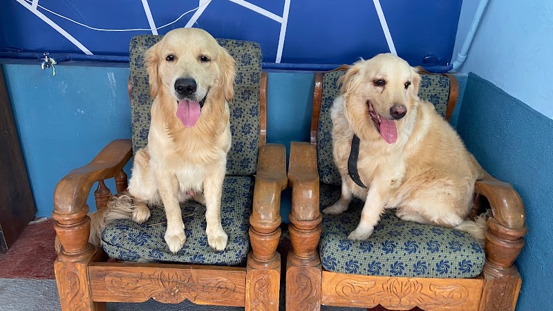 Paw Home Stay — Photo 4