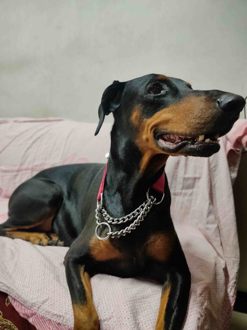 Paw prints Pet Boarding and Day Care