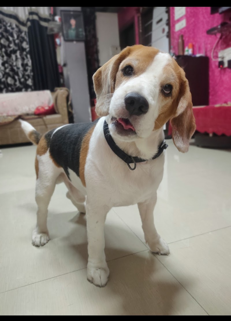 Paw prints Pet Boarding and Day Care — Photo 2