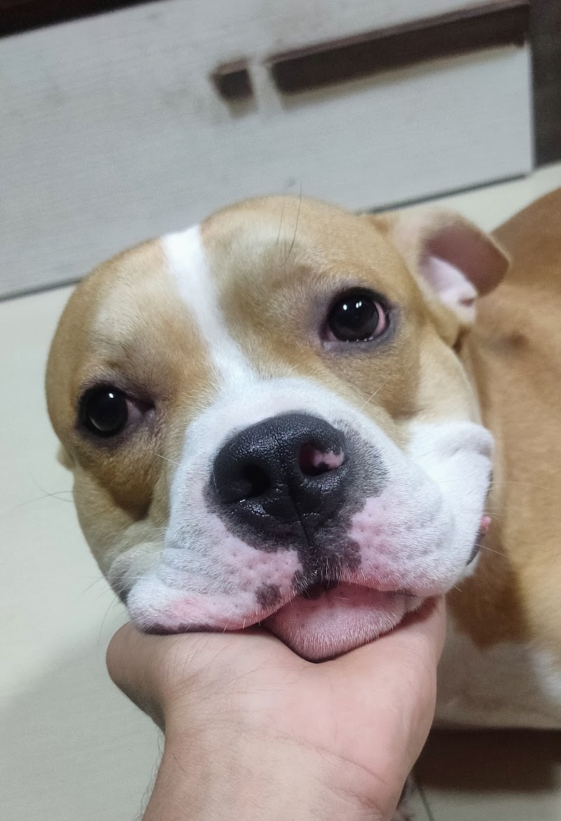 Paw prints Pet Boarding and Day Care — Photo 3