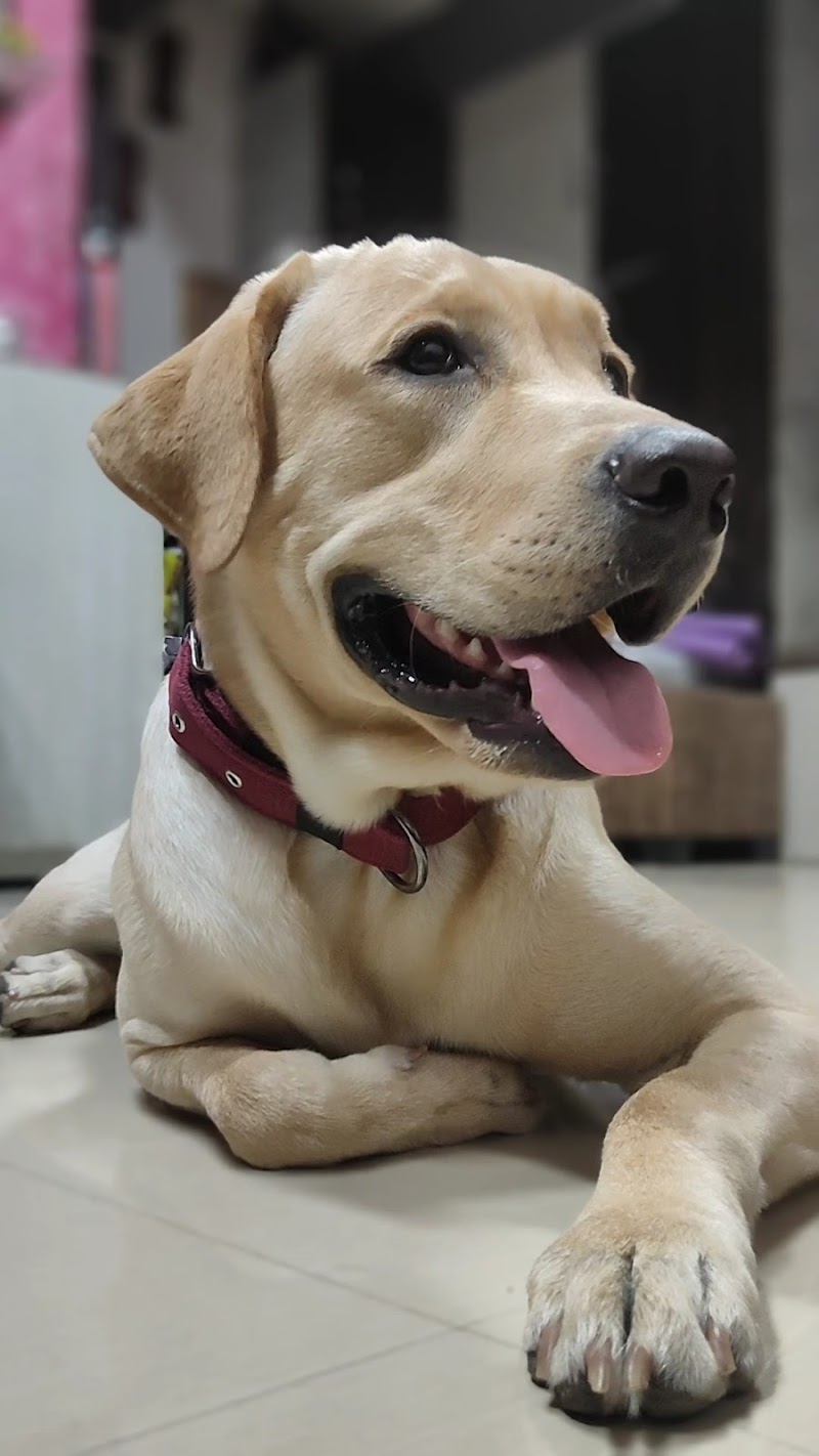 Paw prints Pet Boarding and Day Care — Photo 4