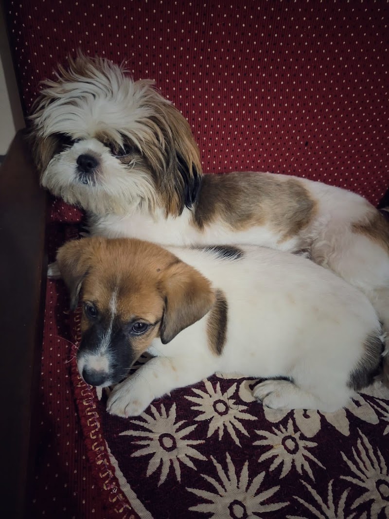 Pawfect Dog daycare and boarding