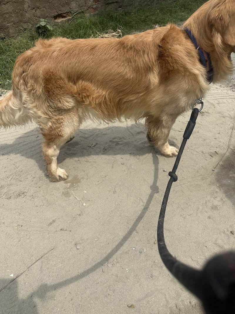 Pawfect Retreat Noida — Photo 2