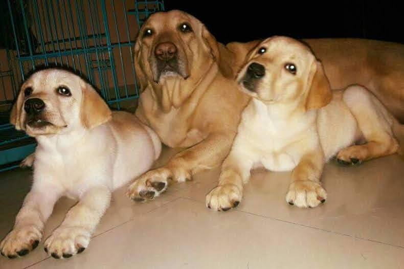 Pawfectcare - Pet Boarding, Walking & Essential Services