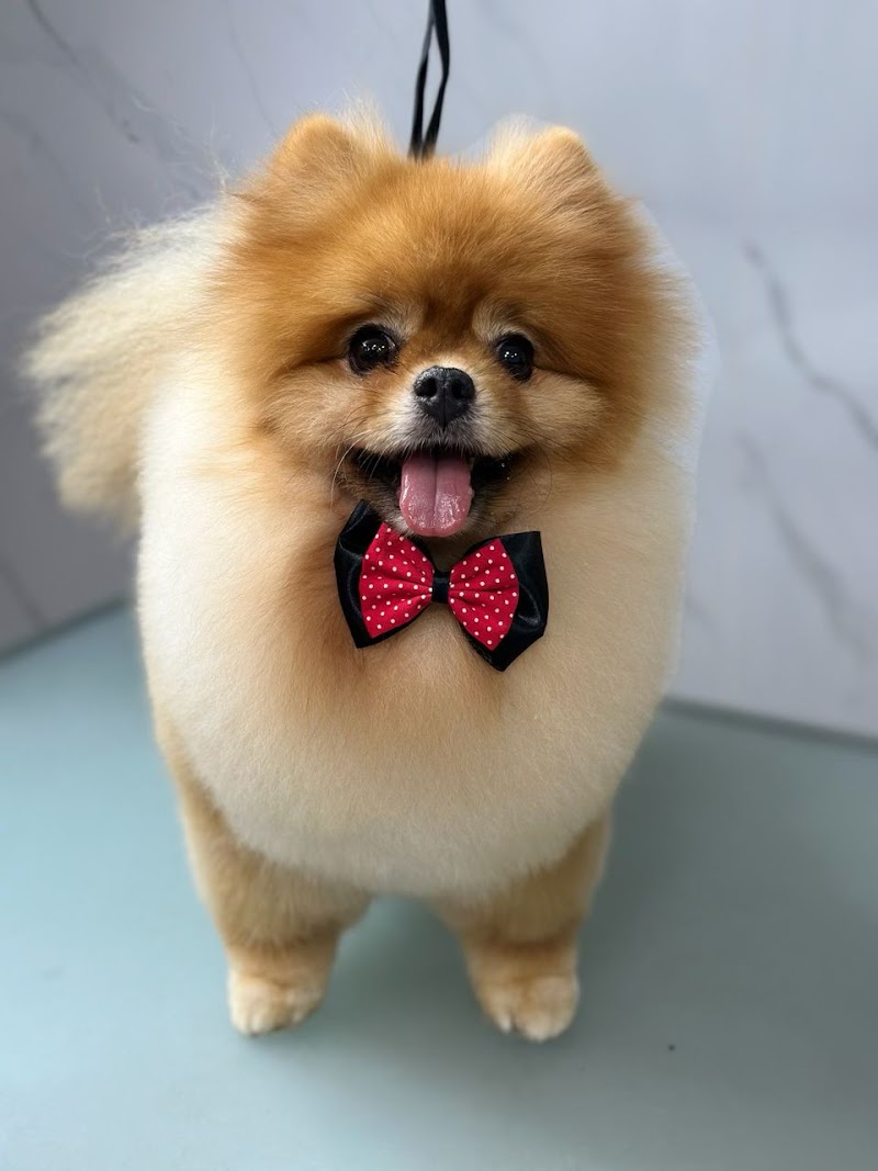 Pawhub - Pet Grooming Studio