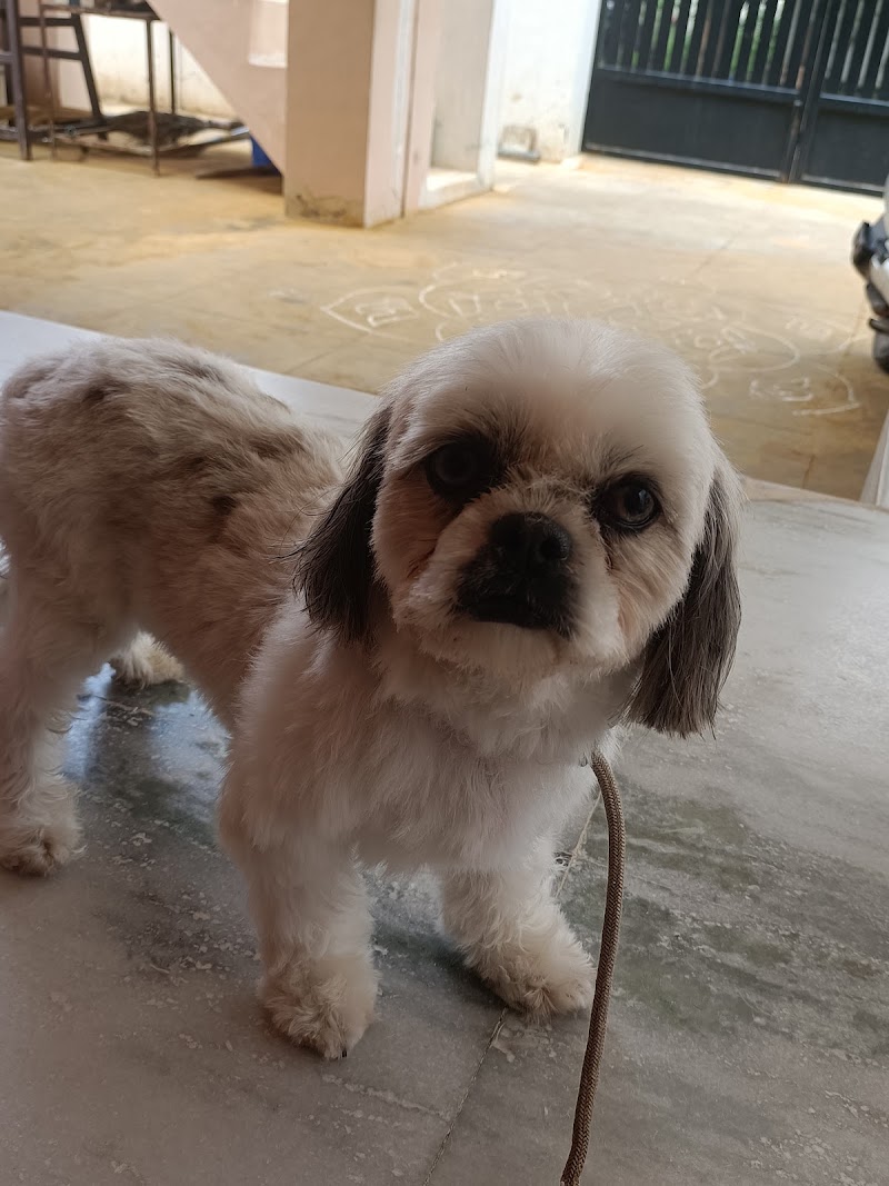 Pawnest -Pet Boarding &Home Grooming Spa — Photo 2