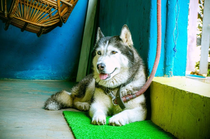 Paws and Claw — Photo 2