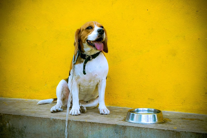 Paws and Claw — Photo 3