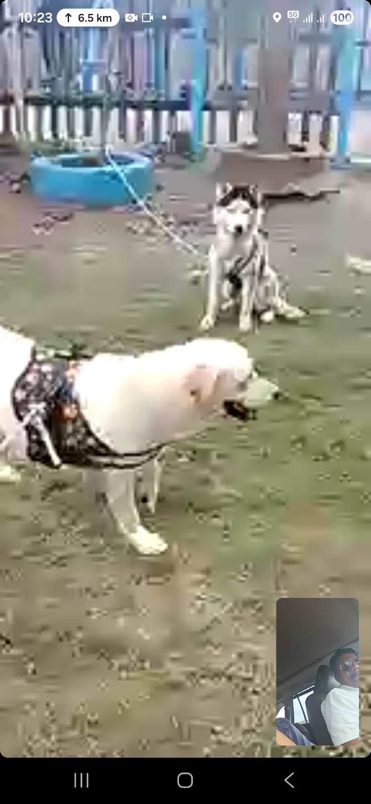 Paws and Claw — Photo 4