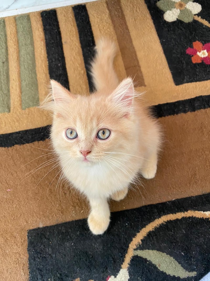 Paws and fins jodhpur