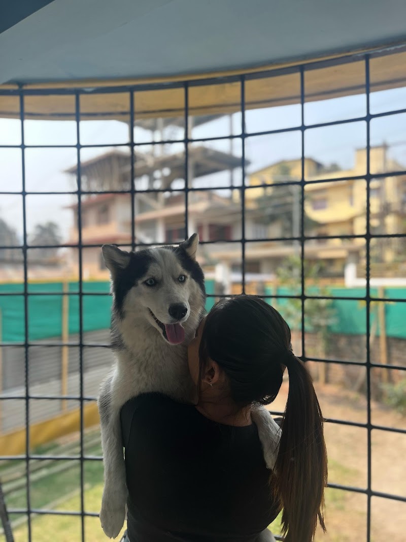 "Paws & "Meows" Kennels — Photo 2