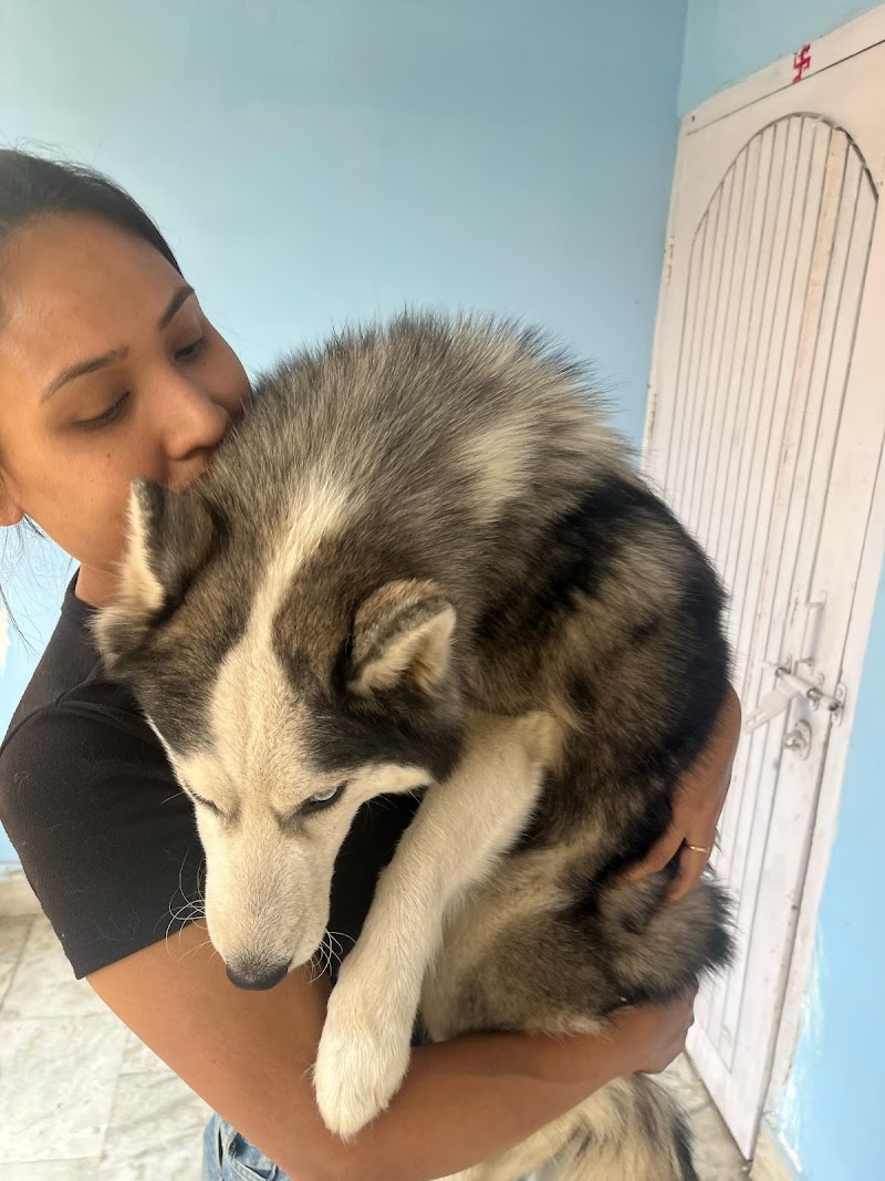 "Paws & "Meows" Kennels — Photo 4