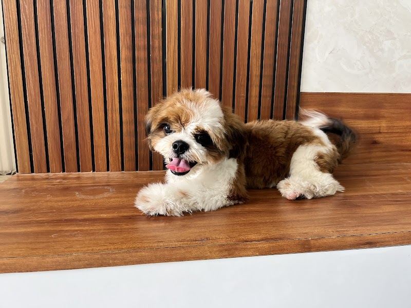 Pawslife Coimbatore | Doorstep Pet Grooming — Photo 2