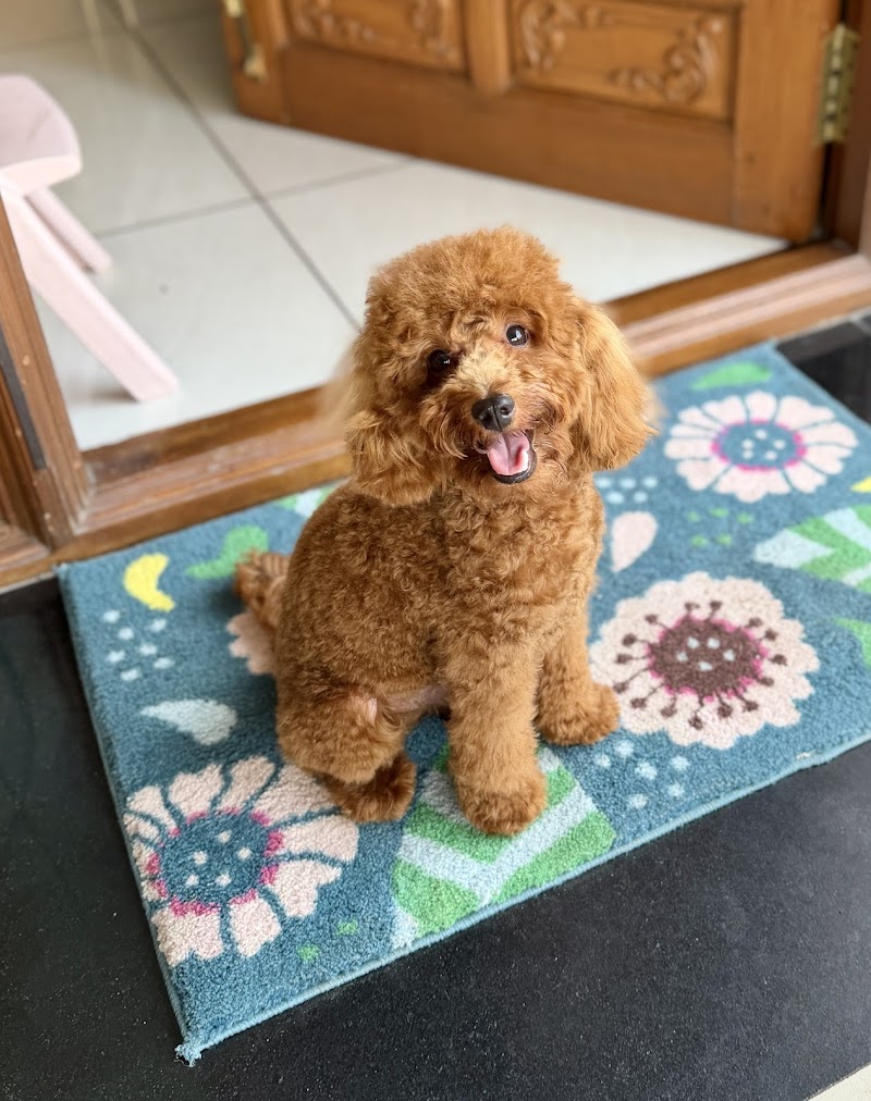 Pawslife Coimbatore | Doorstep Pet Grooming — Photo 3