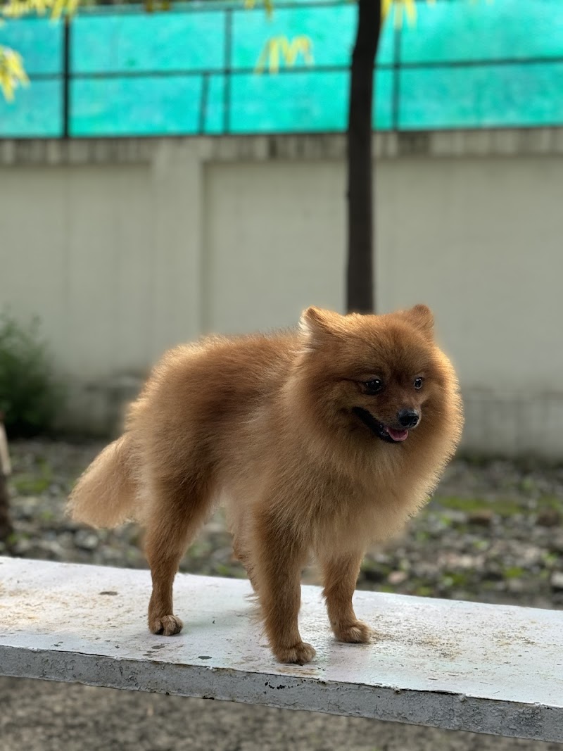 Pawslive Dog services — Photo 2