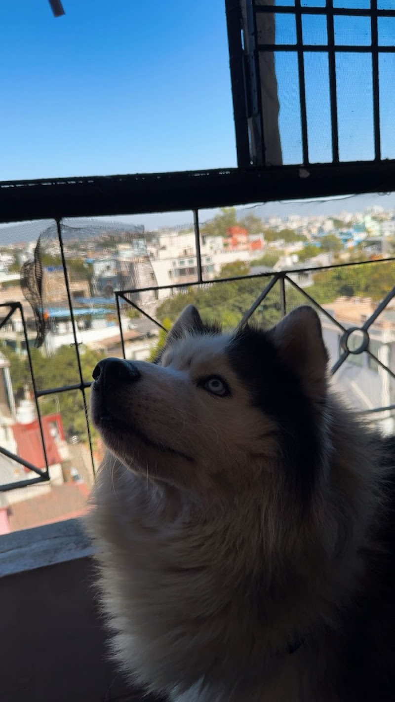 Pawslive Dog services — Photo 4