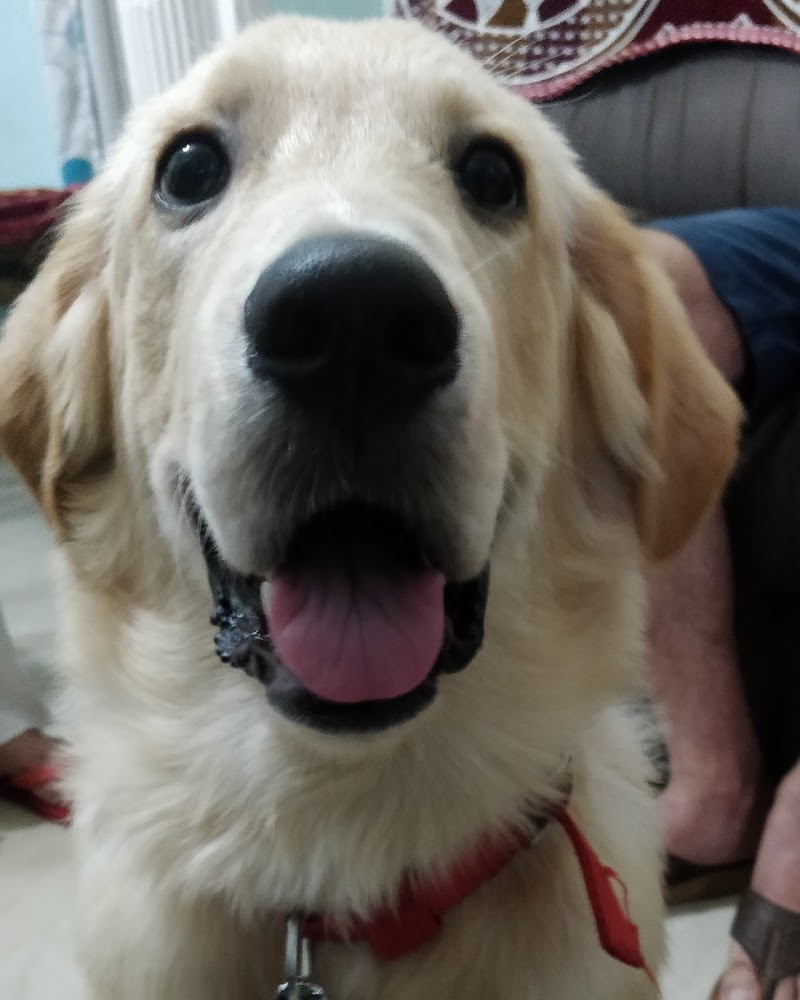 Pawsome Dog Training Centre