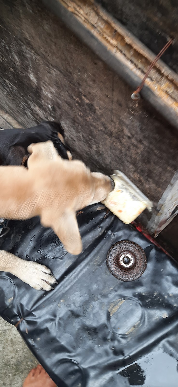 PAWSOME DOGGY DHABA — Photo 4