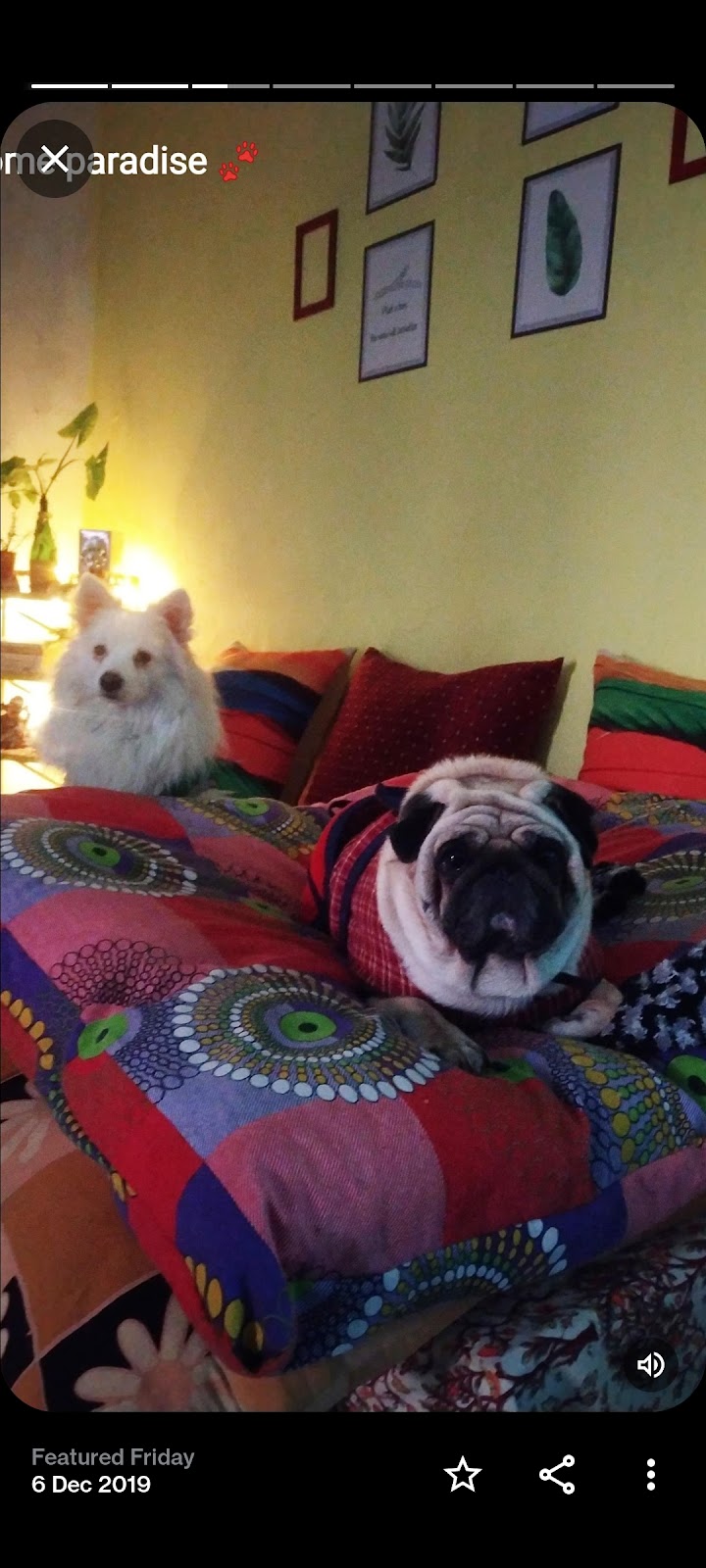 Pawsome Paradise 🐾 Homebased Pet Boarding