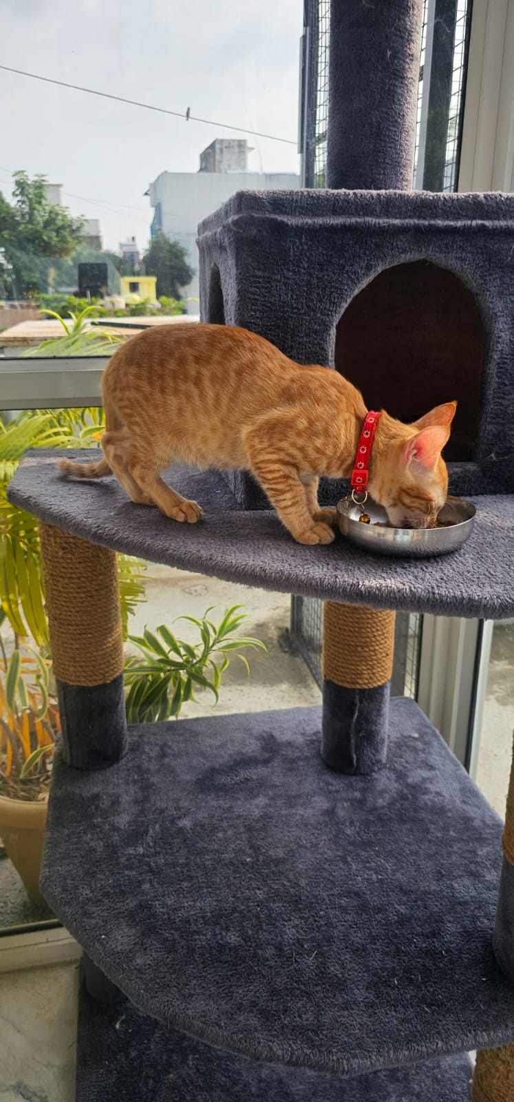 Pawsome Villa — Photo 3