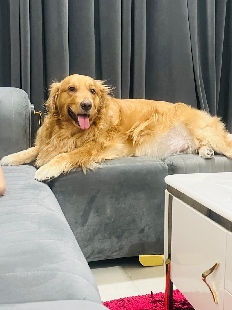 Pawstars — Photo 4