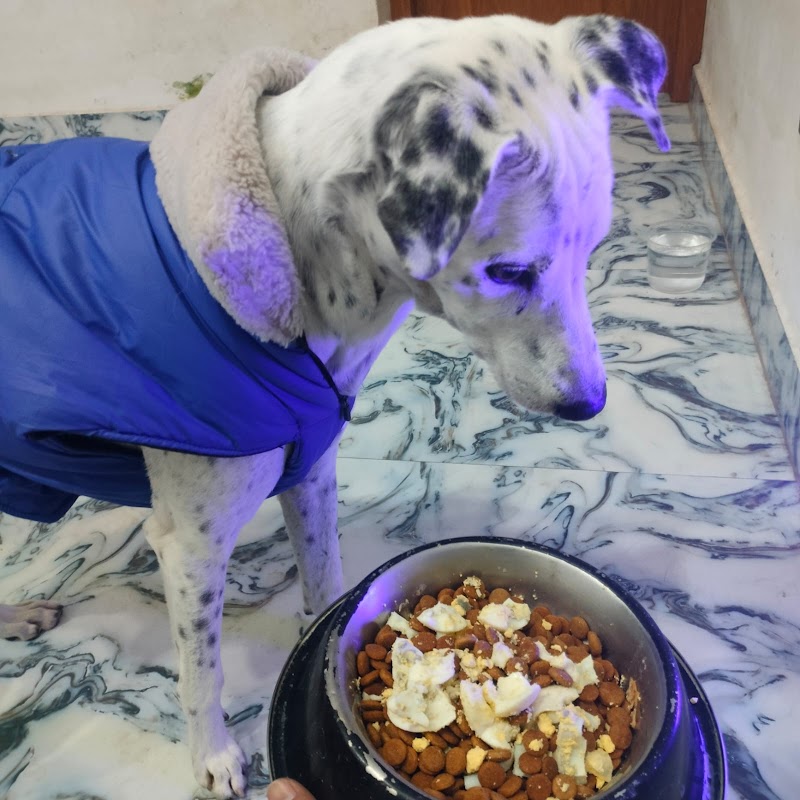 Pawstay.in : Homestay for pets in Ranchi