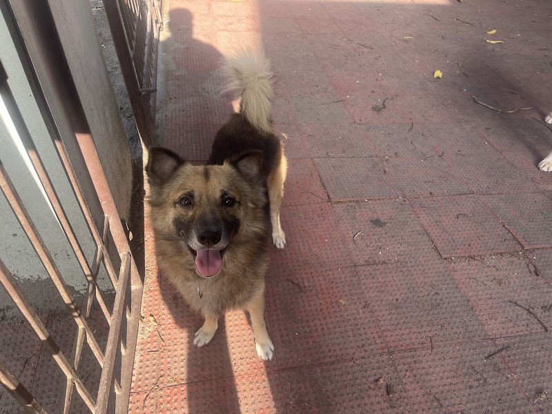 Pawstel Trivandrum — Photo 2