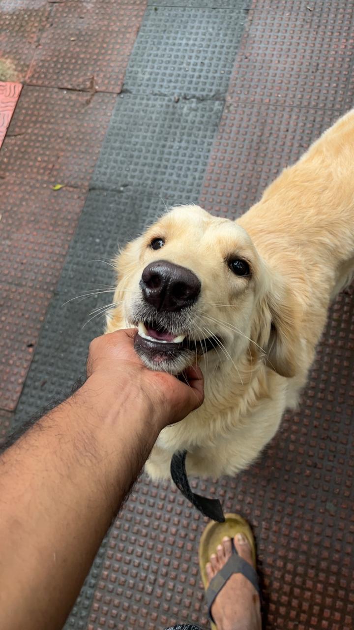 Pawstel Trivandrum — Photo 4