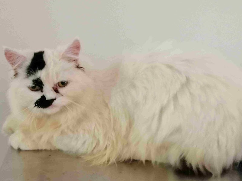 PAYIs Pet Clinic and Veterinary Medicines — Photo 4