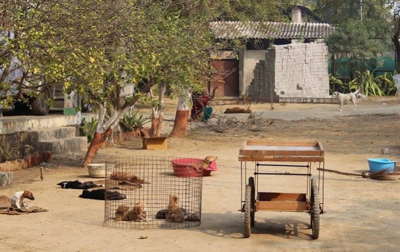 People for Animals Agra hospital — Photo 2
