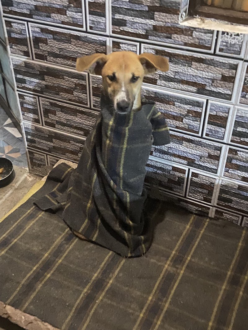 People for Animals Agra hospital — Photo 3