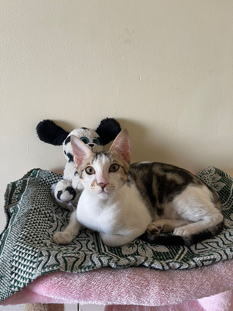 Pepper's Purr Haven — Photo 2