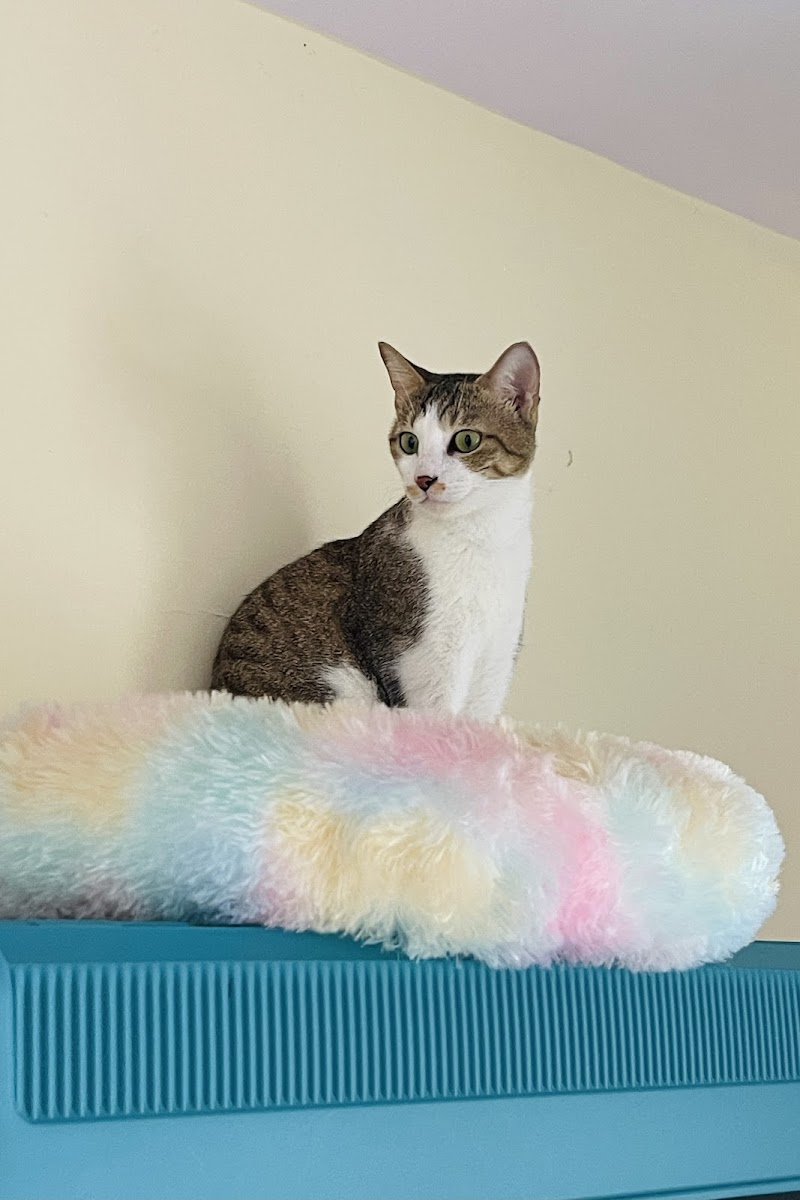 Pepper's Purr Haven — Photo 3