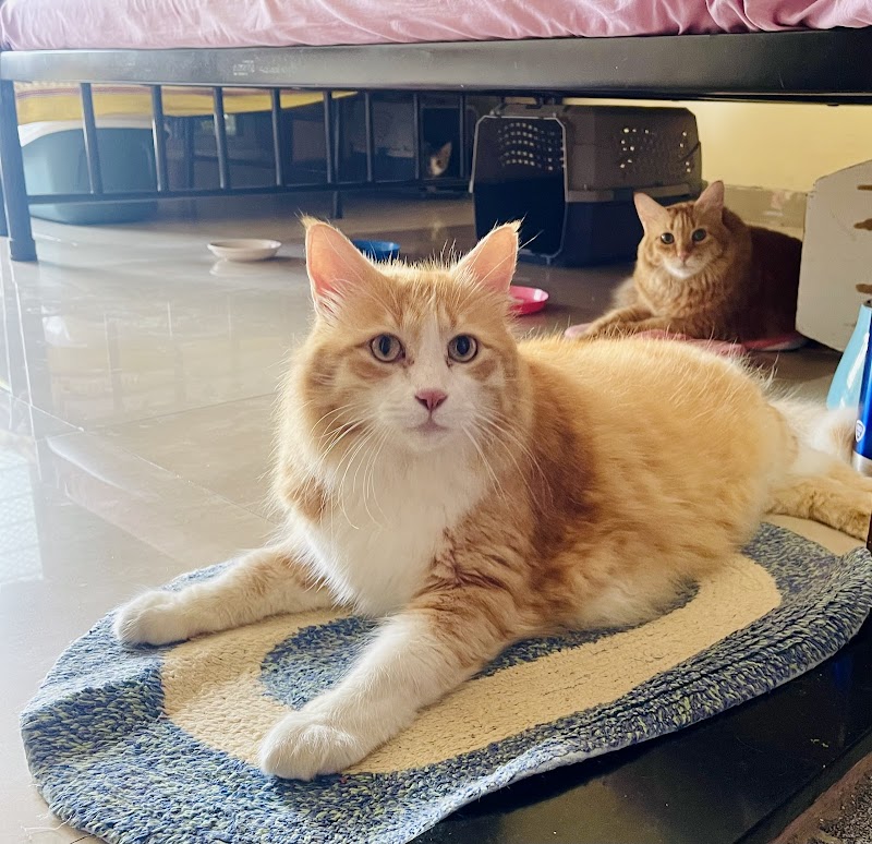 Pepper's Purr Haven — Photo 4