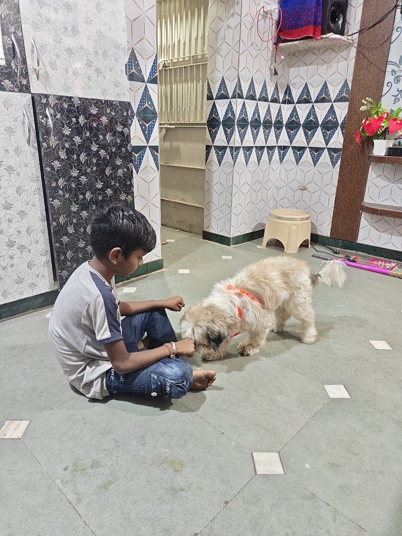 Perfect doghostel & training — Photo 2