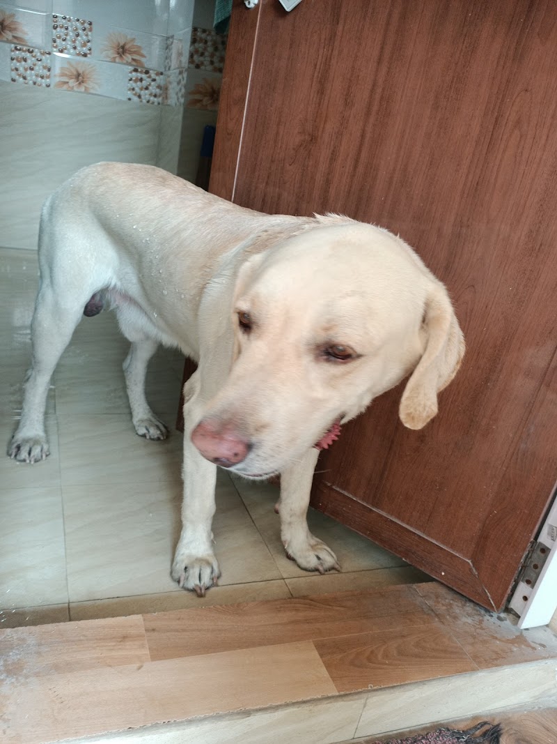 Perfect doghostel & training — Photo 3