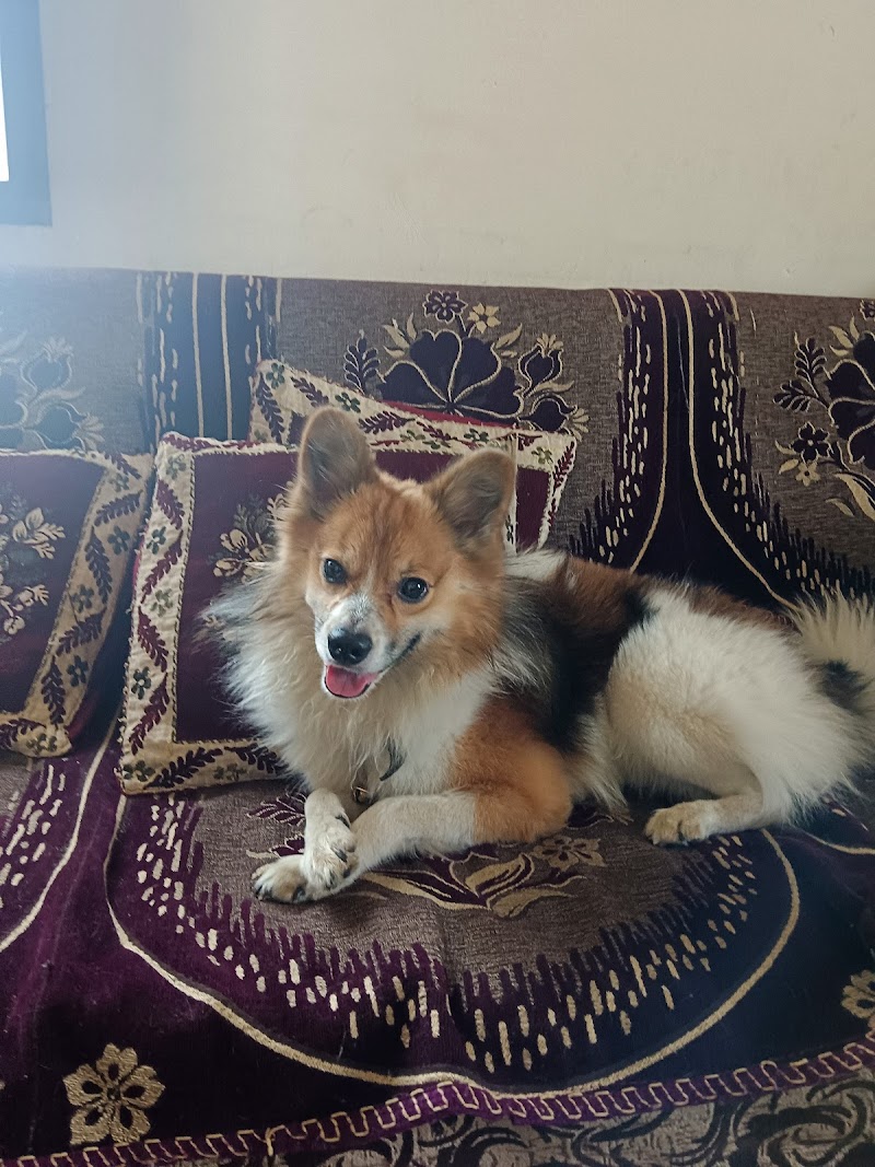 Perfect doghostel & training — Photo 4