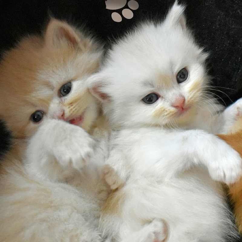 Persian cats in Hubli — Photo 2