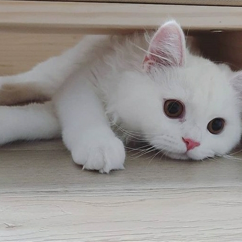 Persian cats in Hubli — Photo 3